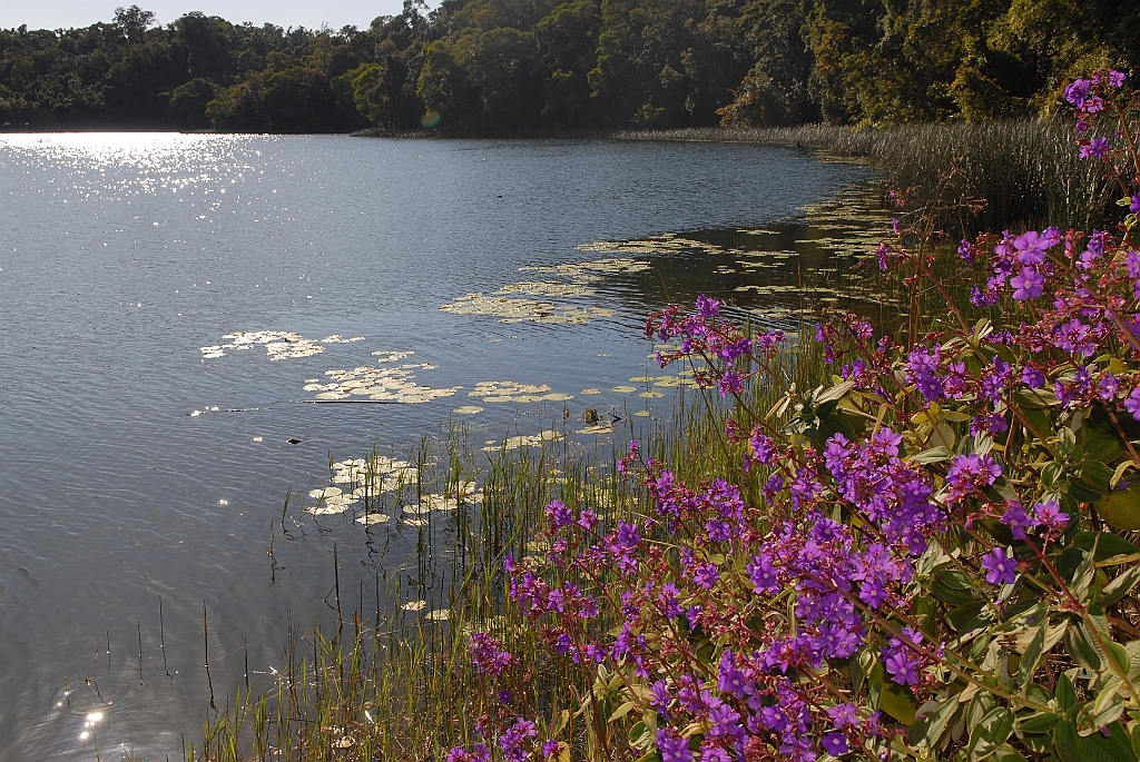 0491 Lake Barrine.jpg